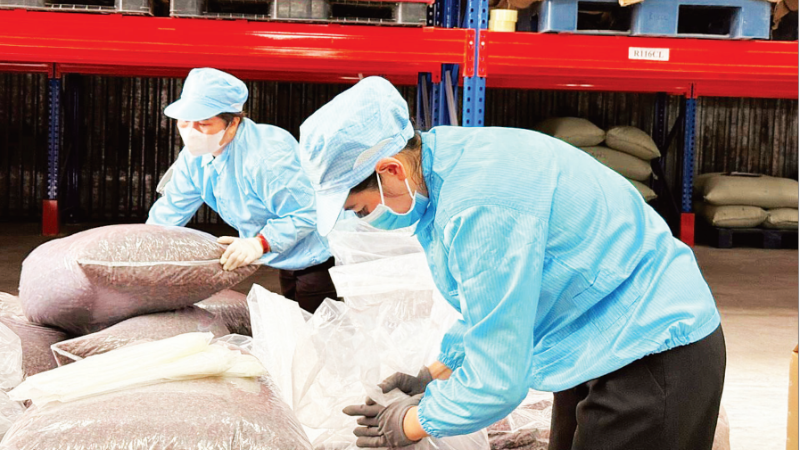 Simexco DakLak کمپنی میں برآمد کے لیے خصوصی کافی (کاسکارا چائے) پیک کرنا۔ (تصویر: MINH ANH)