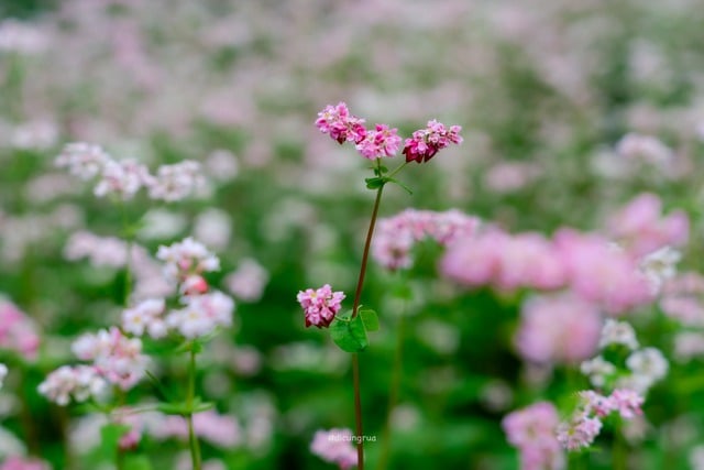 Von der Perleninsel bis zum Felsplateau: Interessante Geschichten aus der Weihnachtszeit Từ đảo ngọc đến cao nguyên đá, câu chuyện mùa lễ hội cuối năm thú vị- Ảnh 5.