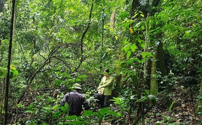 산림 환경 서비스 비용 지불 정책은 산림 보호에 대한 국민의 인식을 변화시켜 소득 증대에 기여했습니다. 사진: 황짜우 Chính sách chi trả DVMTR đã làm thay đổi nhận thức của người dân về bảo vệ rừng, giúp bà con tăng thêm nguồn thu nhập. Ảnh: Hoàng Châu.