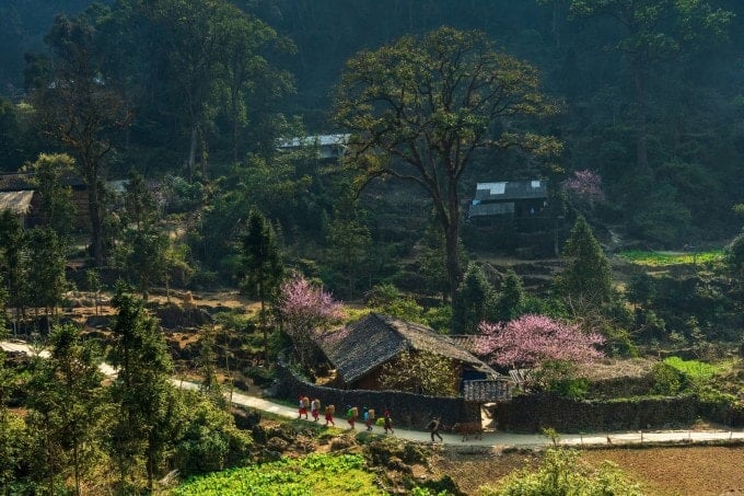 Primavera no planalto rochoso de Dong Van. Foto: Chu Viet Bac