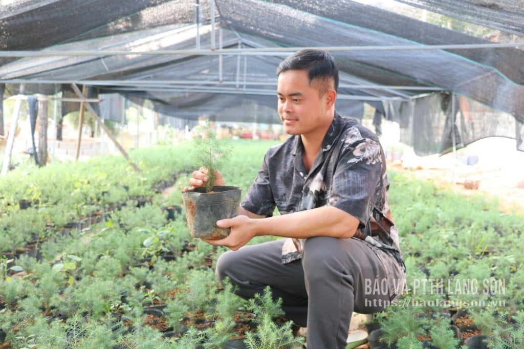 آقای وو ویت نگی، از روستای مو رو، بخش ون لین، کیفیت نهال‌های چوب صندل سلطنتی هوو لین را بررسی می‌کند.