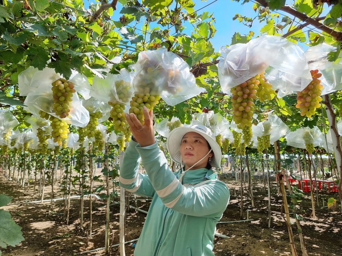 A uva é uma das principais culturas da província de Khanh Hoa. Foto: Nguyen Thanh. Nho là một trong những cây trồng chủ lực của tỉnh Khánh Hòa. Ảnh: Nguyễn Thành.