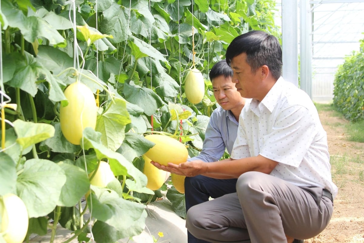 Cultivo de melões de alta tecnologia na província de Khanh Hoa. Foto: Engenheiro. Trồng dưa lưới công nghệ cao trên địa bàn tỉnh Khánh Hòa. Ảnh: KS.
