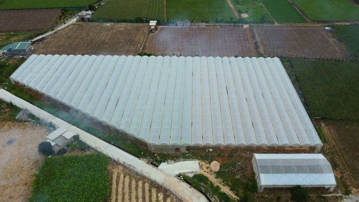 A província de Khanh Hoa está promovendo a aplicação de agricultura de alta tecnologia. Foto: KS. Tỉnh Khánh Hòa đang đẩy mạnh ứng dụng nông nghiệp công nghệ cao. Ảnh: KS.