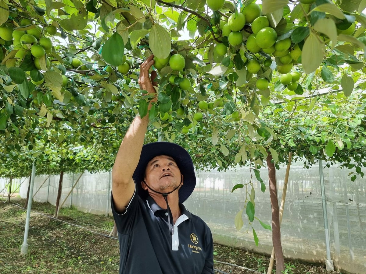 Cultivo de maçãs em estufas na província de Khanh Hoa. Foto: NT. Trồng táo trong nhà màng ở tỉnh Khánh Hòa. Ảnh: NT.