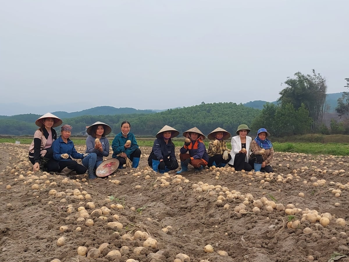 بحر اوقیانوس کے آلو کی پیداواری سلسلہ کی بدولت ڈونگ ٹریو کے کسانوں کی زندگیاں برسوں کے دوران بہتر ہوئی ہیں۔ تصویر: کوونگ وو۔ Đời sống của nông dân Đông Triều nhiều năm qua khấm khá hơn nhờ chuỗi liên kết sản xuất khoai tây Atlantic. Ảnh: Cường Vũ.