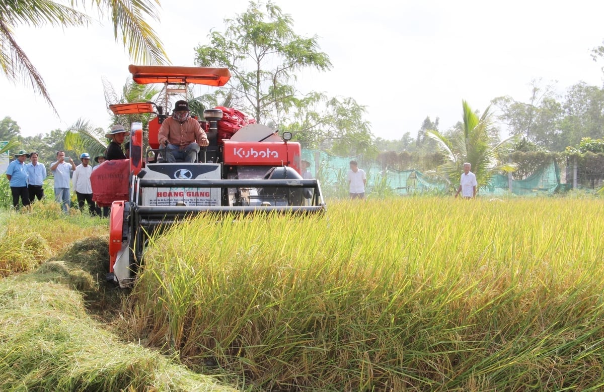 ແຂວງວິ້ງລອງ ຍູ້ແຮງການຫັນເປັນກົນໄກການຜະລິດກະສິກຳ. ພາບ: ເລຮົ່ງ. Tỉnh Vĩnh Long đẩy mạnh cơ giới hóa đồng bộ trong sản xuất nông nghiệp. Ảnh: Lê Hùng.