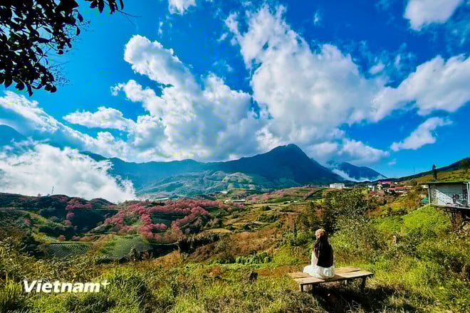 Lysande färger av vackra körsbärsblommor i Sa Pa vnp-sapa-1.jpg