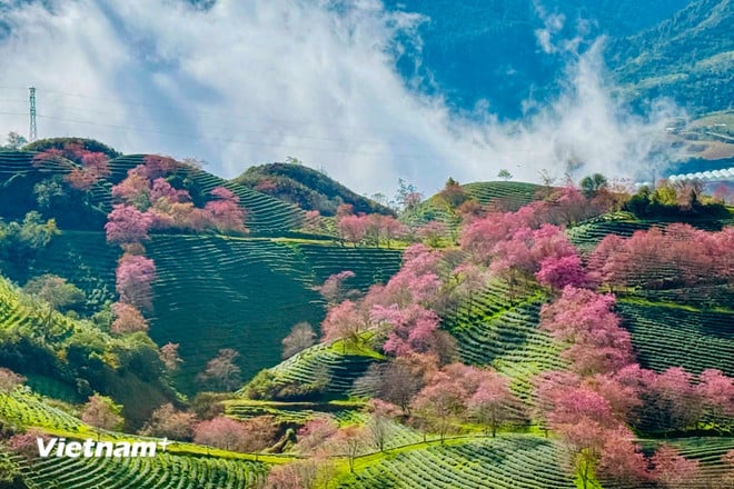 Lysande färger av vackra körsbärsblommor i Sa Pa vnp-sapa-3.jpg