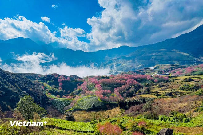 Lysande färger av vackra körsbärsblommor i Sa Pa vnp-sapa-6.jpg
