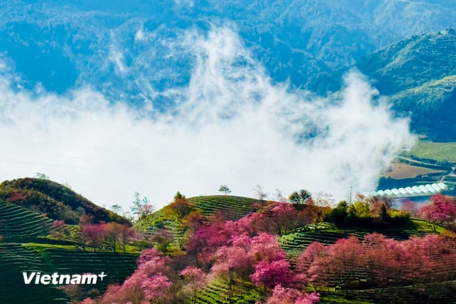 Lysande färger av vackra körsbärsblommor i Sa Pa vnp-sapa-12.jpg