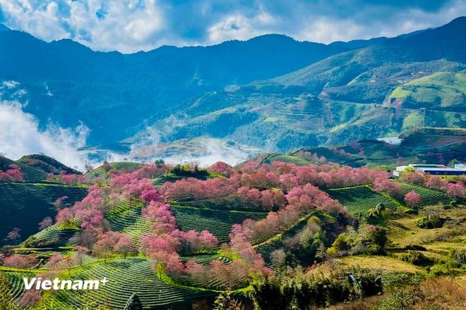 Lysande färger av vackra körsbärsblommor i Sa Pa vnp-sapa-18.jpg