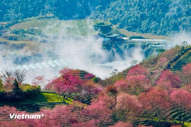 Lysande färger av vackra körsbärsblommor i Sa Pa vnp-sapa-13.jpg