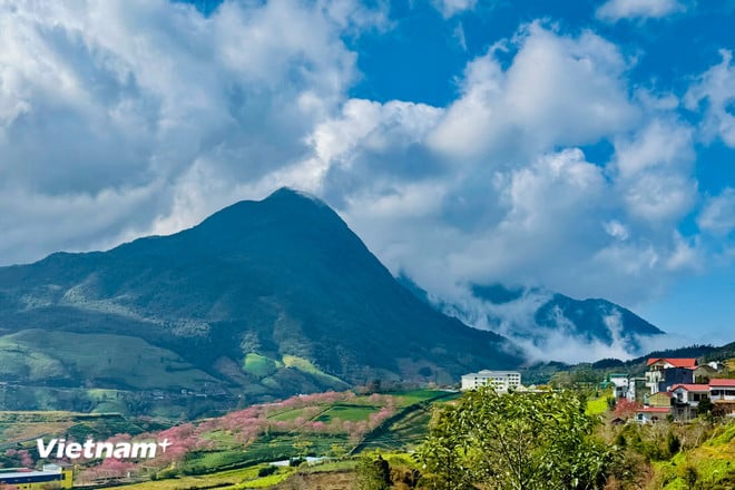 Lysande färger av vackra körsbärsblommor i Sa Pa vnp-sapa-10.jpg