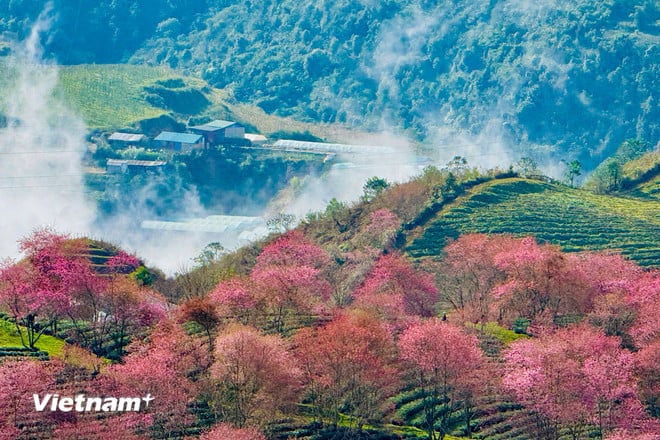 Lysande färger av vackra körsbärsblommor i Sa Pa vnp-sapa-14.jpg