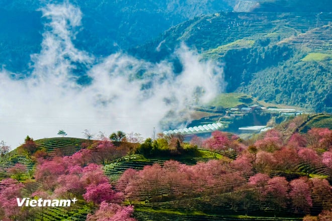 Lysande färger av vackra körsbärsblommor i Sa Pa vnp-sapa-15.jpg