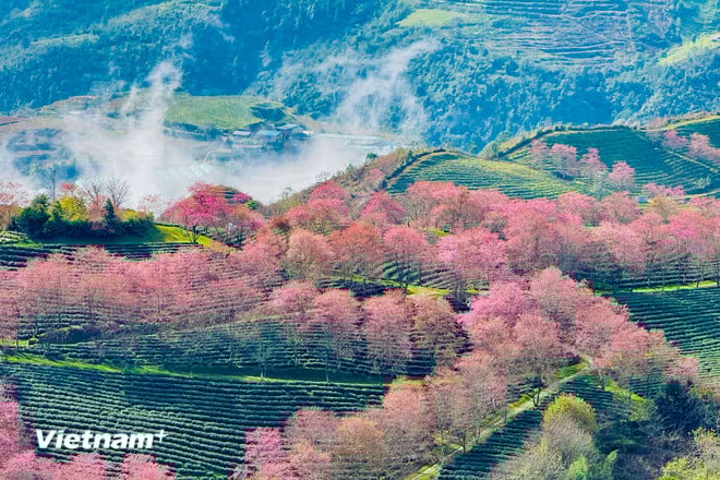 Lysande färger av vackra körsbärsblommor i Sa Pa vnp-sapa-16.jpg