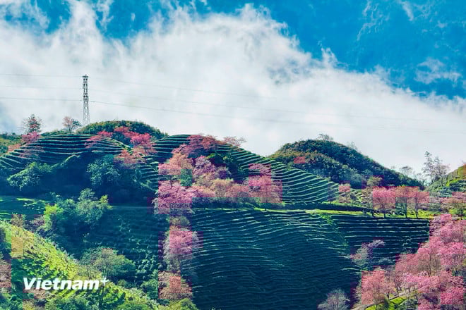 Lysande färger av vackra körsbärsblommor i Sa Pa vnp-sapa-19.jpg