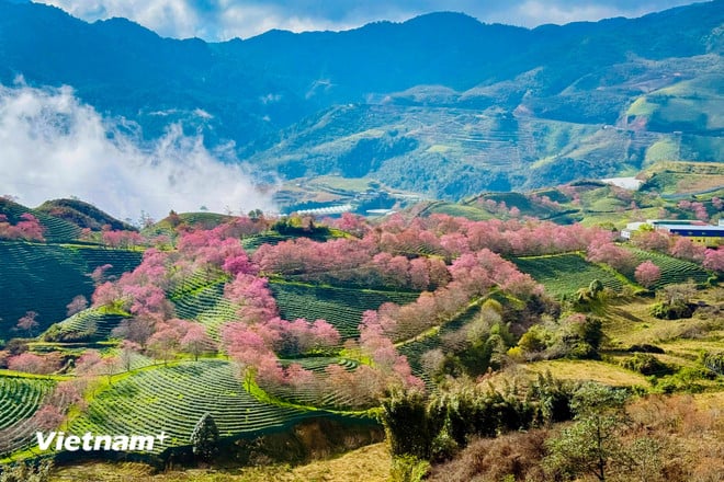 Lysande färger av vackra körsbärsblommor i Sa Pa vnp-sapa-21.jpg