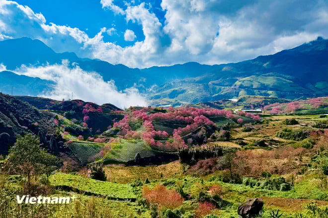 Lysande färger av vackra körsbärsblommor i Sa Pa vnp-sapa-22.jpg