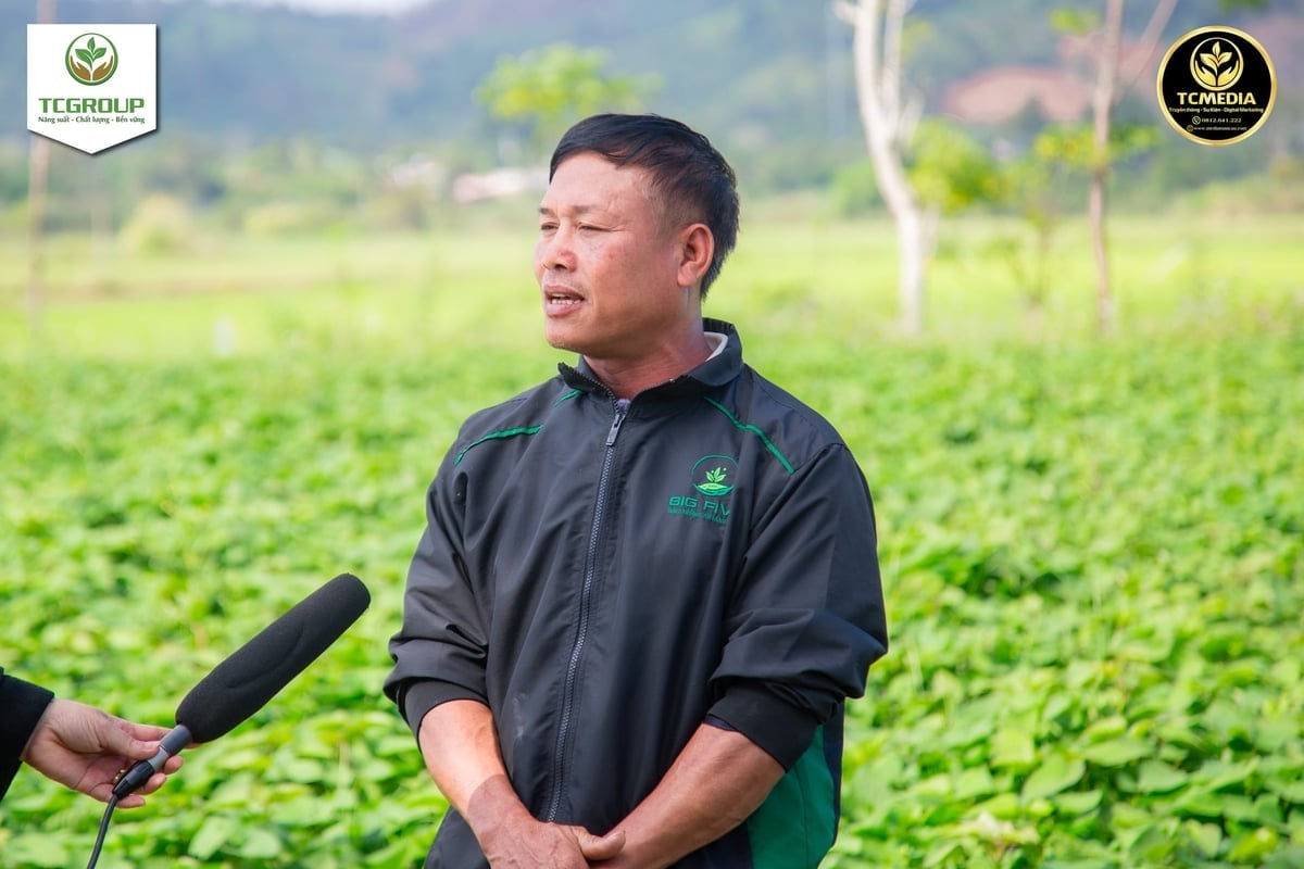 O Sr. Nguyen Dinh Vinh, de uma família que está experimentando com batata-doce cultivada in vitro, compartilhou com entusiasmo os resultados e espera replicar o modelo no futuro. Foto: Tran Tho. Ông Nguyễn Đình Vinh, hộ trồng thử nghiệm giống khoai lang nuôi cấy mô phấn khởi chia sẻ kết quả đạt được và kỳ vọng nhân rộng mô hình thời gian tới. Ảnh: Trần Thọ.
