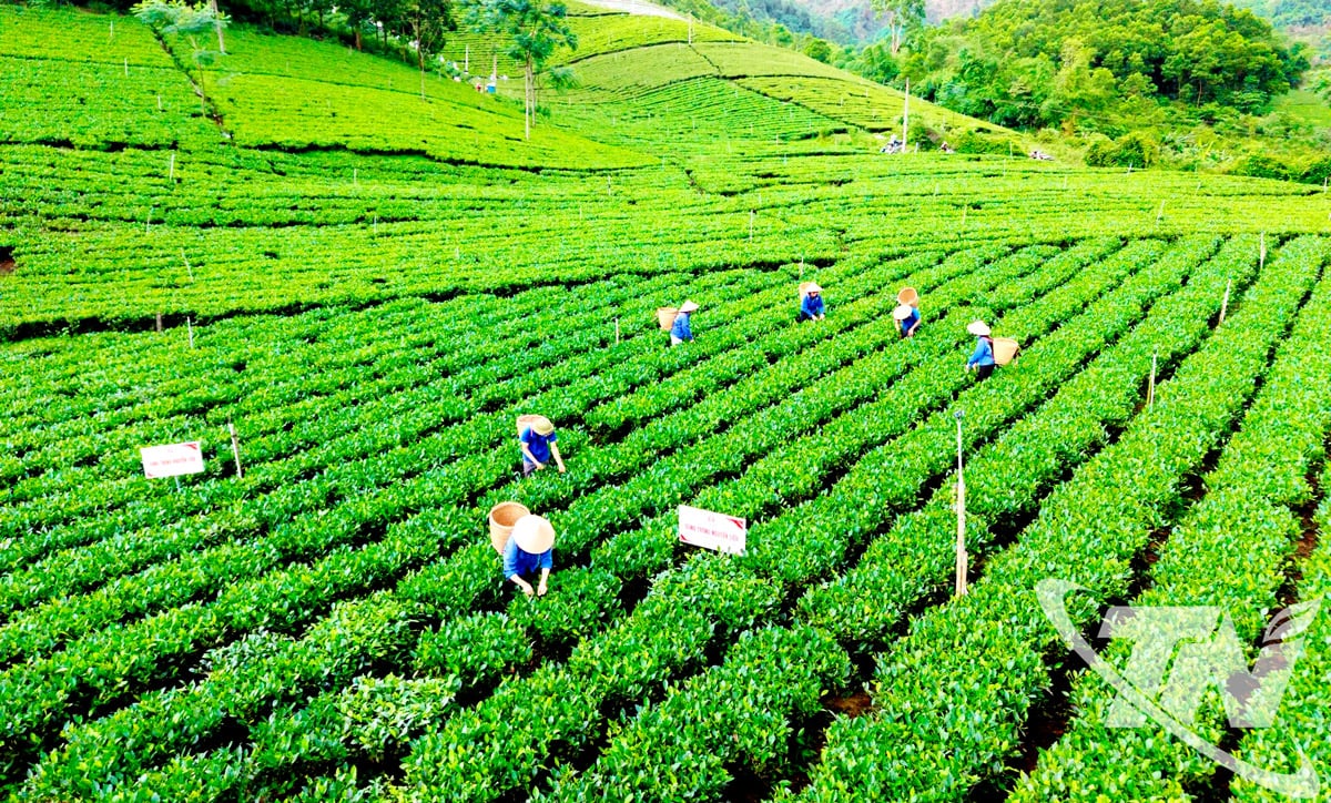 A área de cultivo de chá da comuna de La Bang foi escolhida como local para a competição de colheita e secagem de chá no Festival Thai Nguyen - Fragrância e cor do chá famoso 2025.