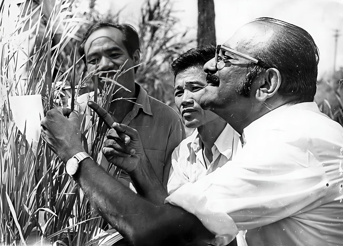 Международная делегация посетила Институт исследований риса дельты Меконга. Фото: Институт исследований риса дельты Меконга. Đoàn khách quốc tế đến thăm Viện Lúa ĐBSCL. Ảnh: Viện Lúa ĐBSCL.