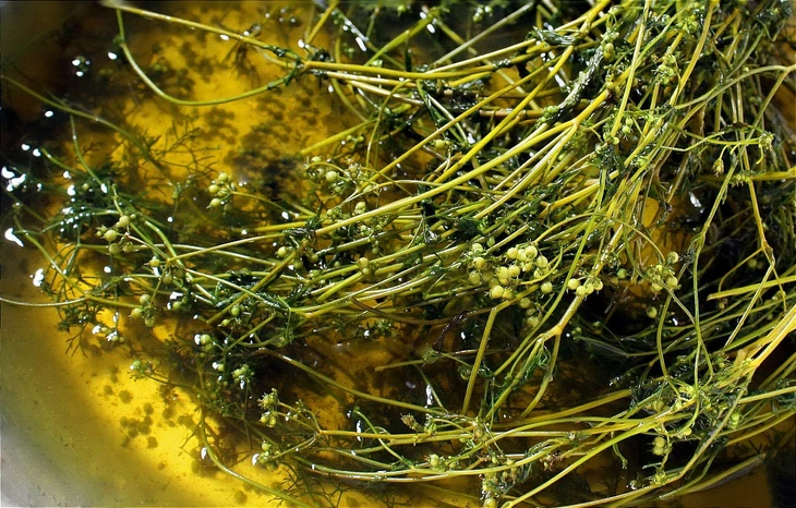 Mái ấm - Ảnh 4.