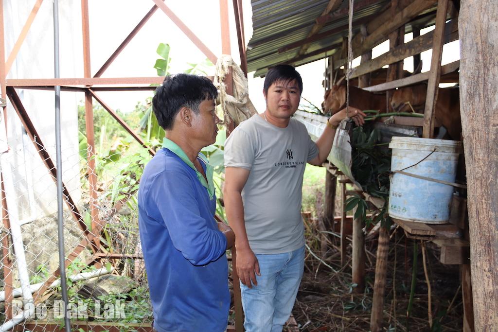 হিয়েপ থান গ্রামের মিঃ হা ভ্যান থিয়েনের ছাগল পালনের মডেল কার্যকর।