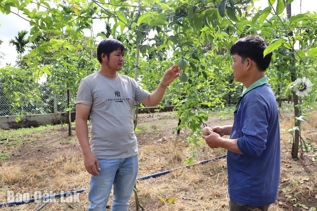 ...লতা লাগানো