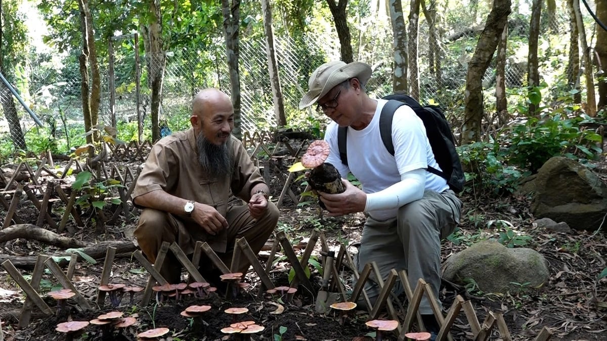 Tiến sĩ Lê Hoàng Thế hướng dẫn kỹ thuật trồng nấm linh chi cho nông dân Núi Cấm, An Giang.