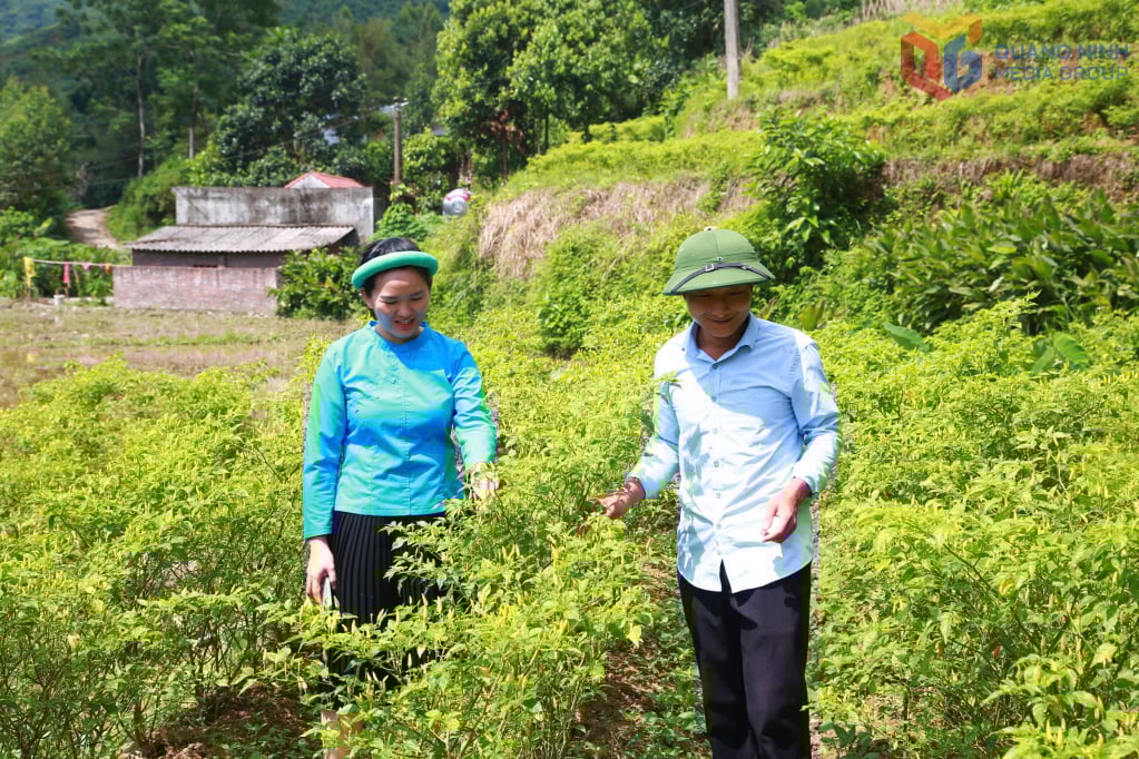 तिएन येन कम्यून में जातीय अल्पसंख्यकों का मिर्च उगाने का मॉडल उच्च आर्थिक दक्षता ला रहा है। फोटो: ट्रान होआन (योगदानकर्ता)