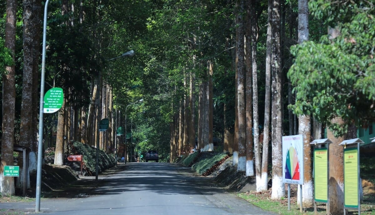 Nghệ An có diện tích rừng đặc dụng thuộc tốp đầu cả nước. Ảnh: Việt Khánh.