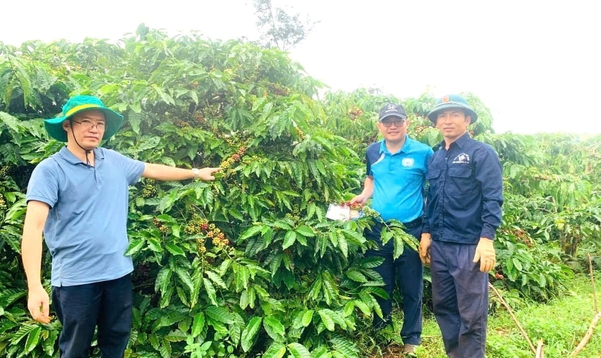 Một vườn cà phê kiểu mẫu của Viện Eakmat, những giống cà phê chất lượng cao như thế này sẽ được chuyển giao cho Hoàng Anh Gia Lai. Ảnh: WASI. 