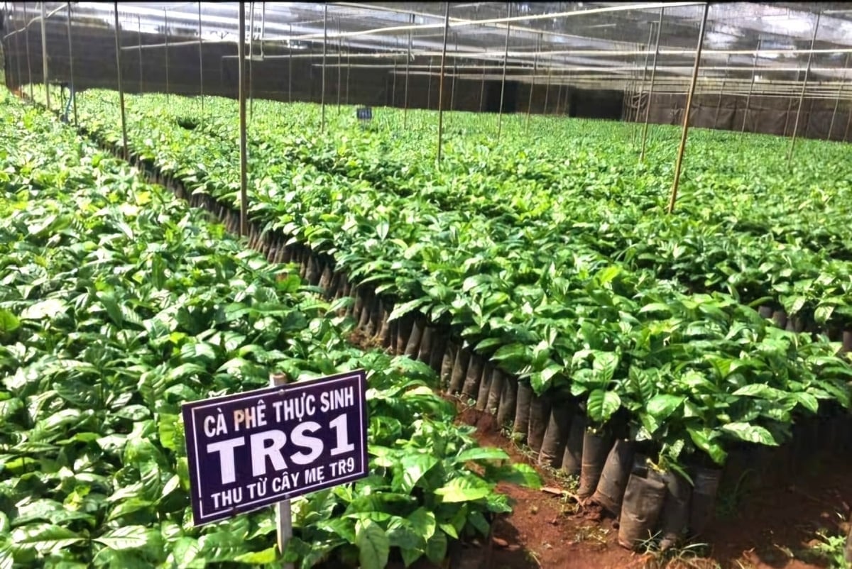 Một vườn ươm giống cà phê của Viện Eakmat. Ảnh: WASI. 