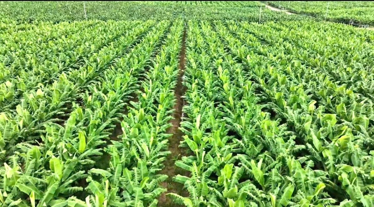 Chuối là một trong những cây trồng chủ lực của Hoàng Anh Gia Lai. Ảnh: HAGL. 