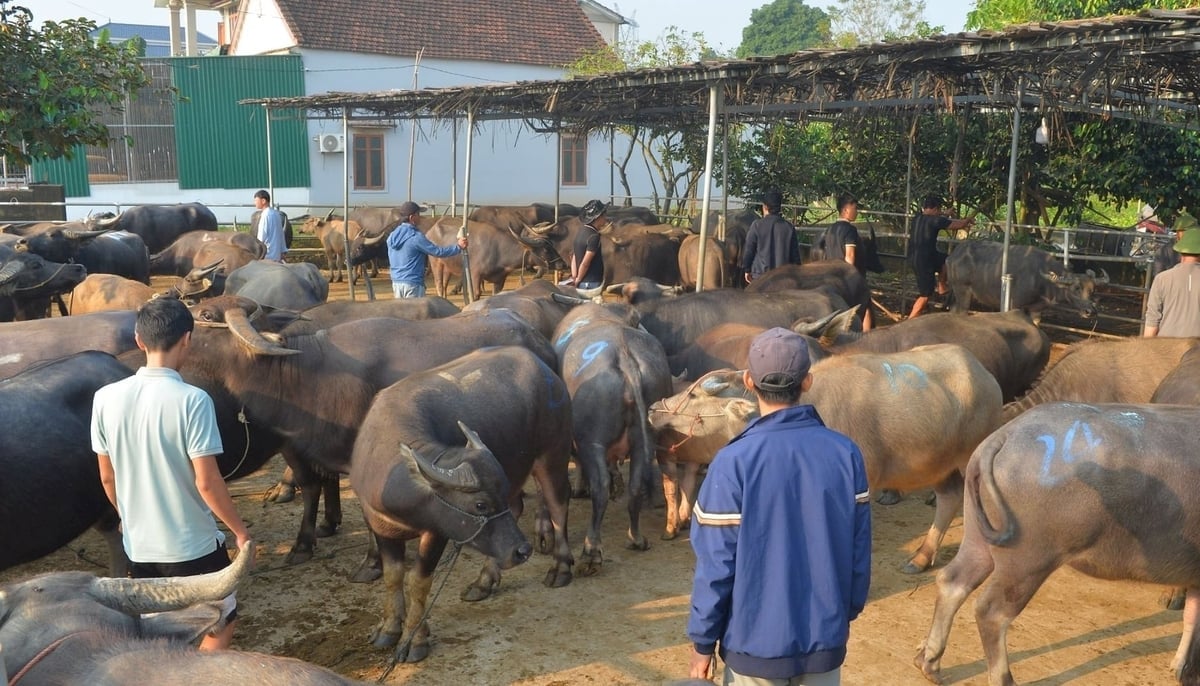 Nghe An province strengthens prevention of illegal transportation and trading of livestock across the border. Photo: Van Truong. Tỉnh Nghệ An tăng cường ngăn chặn vận chuyển, mua bán gia súc trái phép qua biên giới. Ảnh: Văn Trường.