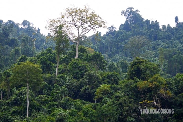 Uralter Wald 9 trägt neues Gewand 9 neben dem schönsten Süßwassersee der Welt - 9