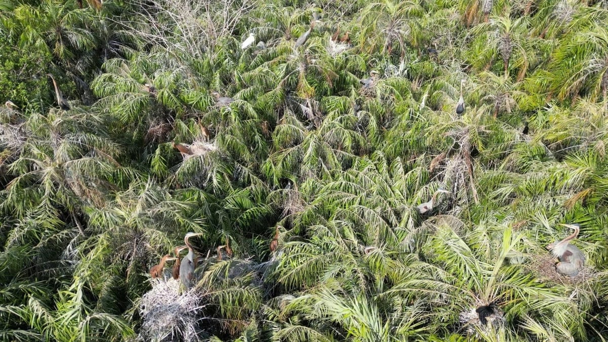  Khu bảo tồn thiên nhiên Vườn chim Bạc Liêu, khu vực ghi nhận sự xuất hiện rõ ràng của các loài sinh vật ngoại lai xâm hại. Ảnh: Trọng Linh.