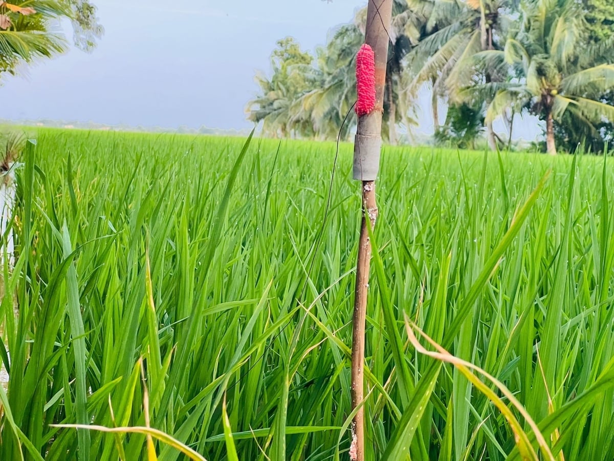 Ốc bươu vàng được du nhập vào Việt Nam từ năm 1988, đây là loài vật có khả năng sinh sản nhanh, gây thiệt hại cho cây trồng, đặc biệt là cây lúa. Ảnh: Trọng Linh.