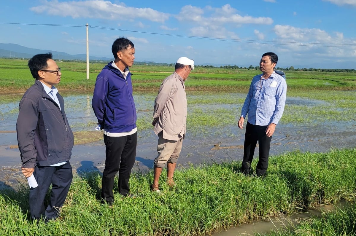 Lãnh đạo Chi cục Trồng trọt và BVTV Khánh Hòa hướng dẫn nông dân khôi phục lúa bị ngập. Ảnh: KS.
