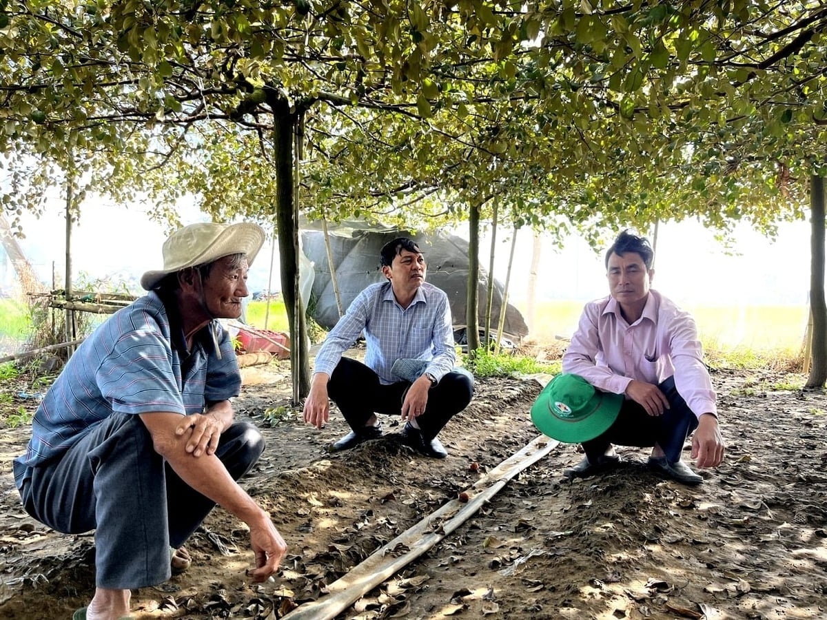 Các vườn táo bị ngập sau lũ được Chi cục Trồng trọt và BVTV Khánh Hòa hướng dẫn nông dân khắc phục. Ảnh: A Thuận.