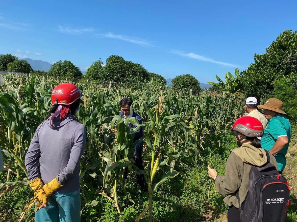 Cán bộ chuyên môn tập huấn giúp nông dân nhận diện dịch hại kịp thời. Ảnh: AT.