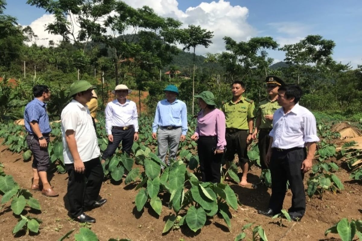 Kiểm tra mô hình trồng khoai sọ thương phẩm tại xã Quế Phong. Ảnh: Phạm Tuân.