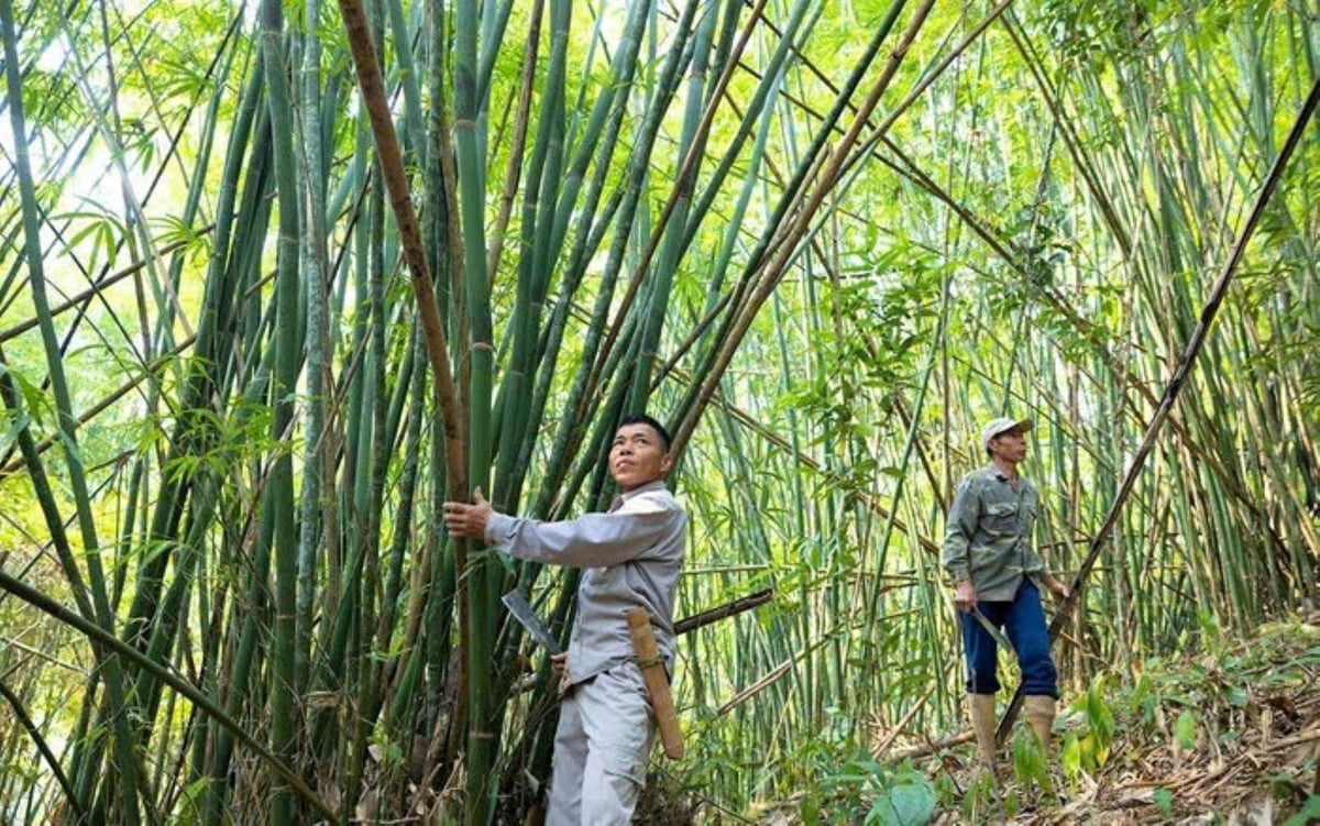 Người dân vùng đệm Khu bảo tồn thiên nhiên Pù Hoạt ngày càng có sinh kế ổn định. Ảnh: Phạm Tuân.