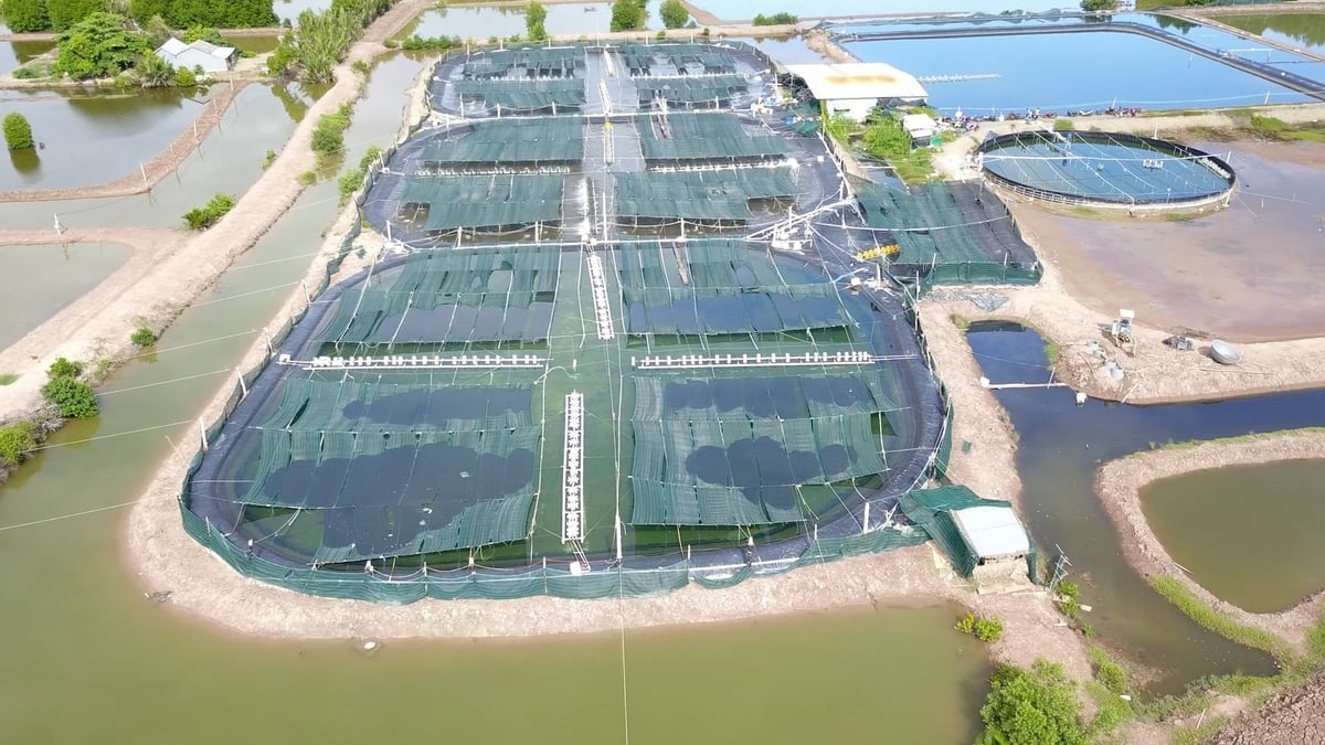 Ao nuôi tôm công nghệ cao ở vùng ven biển cùng hệ thống ao lắng xử lý nước thải, giúp nâng cao hiệu quả và bảo vệ môi trường. Ảnh: Hồ Thảo.