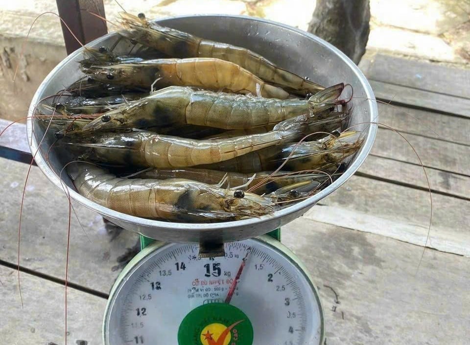 Anh Trọng nuôi tôm đạt cỡ 25 con mỗi kg, với mật độ 400 con trên mỗi m² ao. Ảnh: Hồ Thảo.