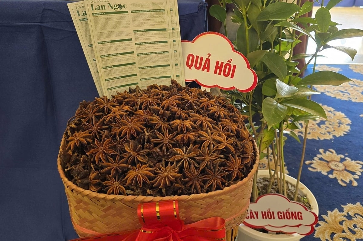 Hoa hồi khô Lạng Sơn – sản phẩm chủ lực trong các chuỗi liên kết chế biến sâu và xuất khẩu. Ảnh: Hoàng Nghĩa.