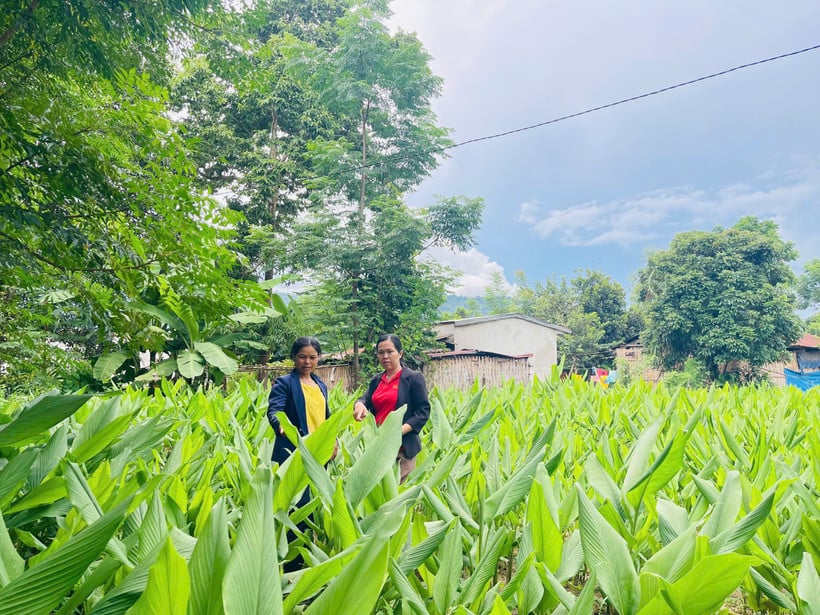 ຮູບແບບການດຳລົງຊີວິດຊ່ວຍໃຫ້ປະຊາຊົນຫຼາຍຄົນຢູ່ເຂດພູດອຍຕາເວັນຕົກແຂວງ ກວາງນາມ ເພີ່ມລາຍຮັບ.