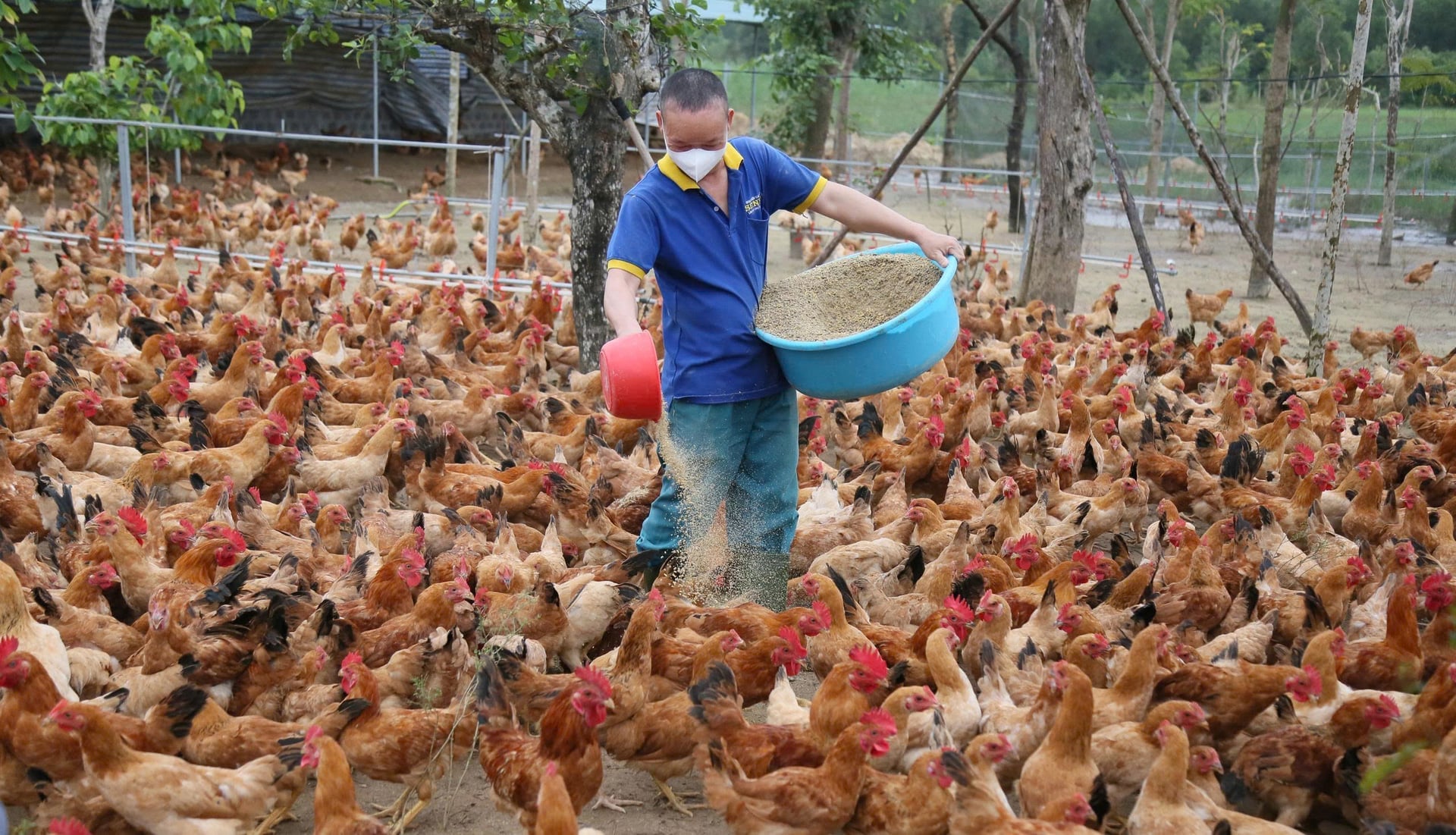 Gà nuôi sử dụng thức ăn thảo dược có chất lượng cao, thịt ngon. Ảnh: T. Phùng.